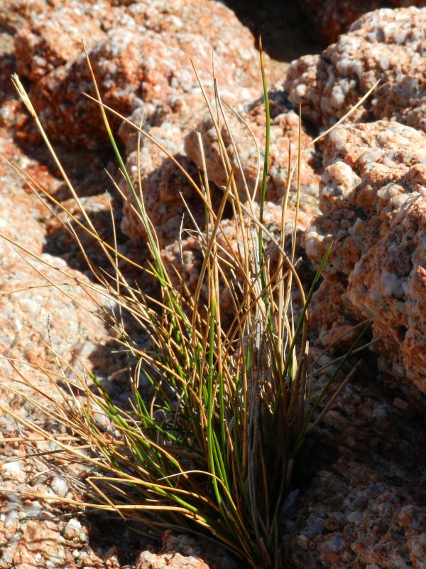 giunco da determinare